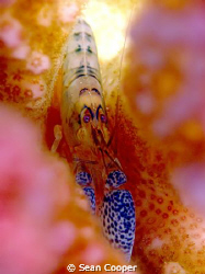 Spotted-claw snapping shrimp.
Canon G10&Epoque 150DS strobe by Sean Cooper 